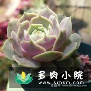 景天科拟石莲花属多肉植物露娜莲叶片无半透明边缘倒钟型 多肉品种 多肉小院