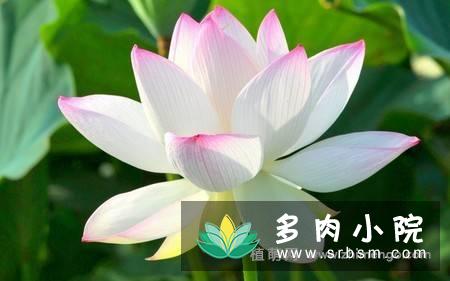 23张白莲花图片 多肉百科 多肉小院